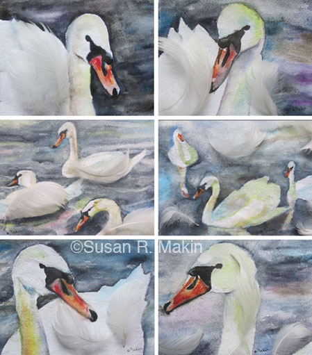 Composite of Images 1 - 6, Kensington Swans. 6 x (6 x 8 in), watercolour and scanned feathers on